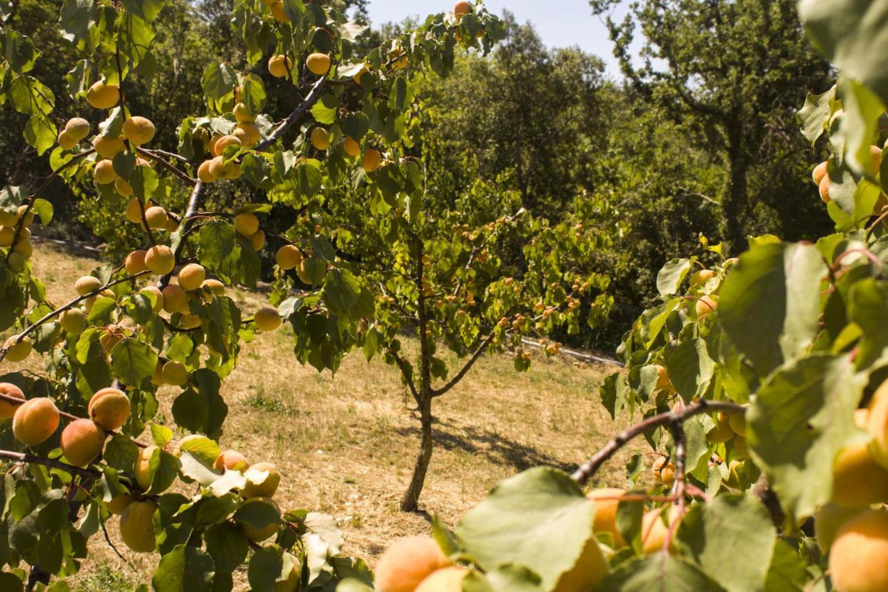 Agriturismo Aia Leccioni Micciano Bagian luar foto